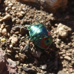 Choerocoris paganus at Belconnen, ACT - 23 Dec 2017 12:00 AM