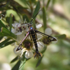 Ichneumenoptera chrysophanes (Clearwing Persimmon Borer) at Mount Taylor - 23 Dec 2017 by MatthewFrawley