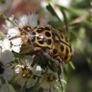 Neorrhina punctata at Kambah, ACT - 23 Dec 2017