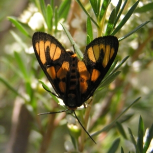 Amata (genus) at Kambah, ACT - 23 Dec 2017 01:44 PM