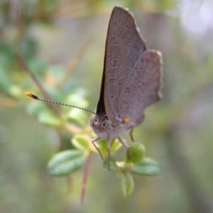 Paralucia pyrodiscus at Kambah, ACT - suppressed