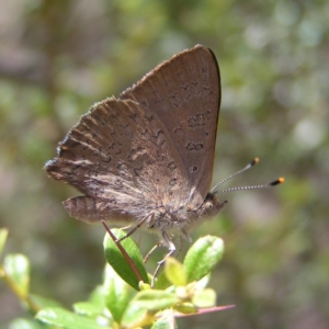 Paralucia pyrodiscus at Kambah, ACT - 23 Dec 2017