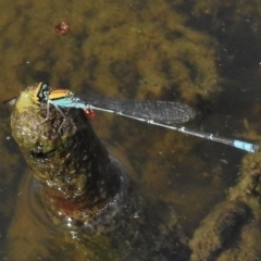 Pseudagrion aureofrons (Gold-fronted Riverdamsel) at Lake Tuggeranong - 23 Dec 2017 by JohnBundock