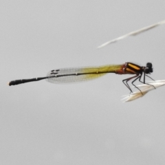 Nososticta solida (Orange Threadtail) at Lake Tuggeranong - 23 Dec 2017 by JohnBundock