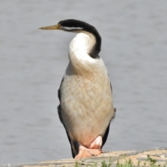 Anhinga novaehollandiae (Australasian Darter) at Lake Tuggeranong - 23 Dec 2017 by JohnBundock