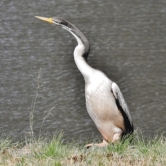 Anhinga novaehollandiae at Greenway, ACT - 23 Dec 2017 02:49 PM