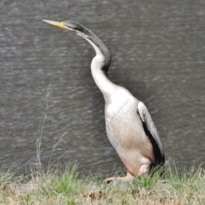 Anhinga novaehollandiae at Greenway, ACT - 23 Dec 2017 02:49 PM