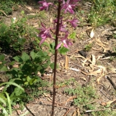 Dipodium punctatum (Blotched Hyacinth Orchid) at Cotter River, ACT - 22 Dec 2017 by jeremyahagan