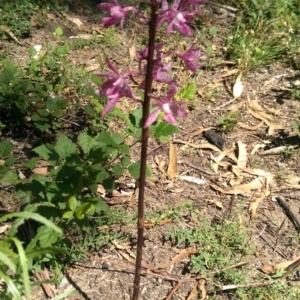 Dipodium punctatum at Cotter River, ACT - suppressed