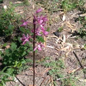 Dipodium punctatum at Cotter River, ACT - 23 Dec 2017