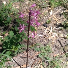 Dipodium punctatum at Cotter River, ACT - 23 Dec 2017