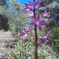 Dipodium punctatum at Cotter River, ACT - 23 Dec 2017