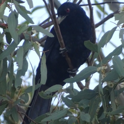 Eudynamys orientalis (Pacific Koel) at Red Hill, ACT - 21 Dec 2017 by roymcd