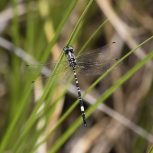 Parasynthemis regina at Michelago, NSW - 23 Dec 2017 01:02 PM