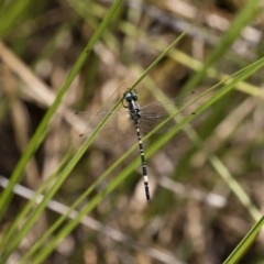 Parasynthemis regina at Michelago, NSW - 23 Dec 2017