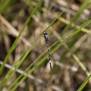 Parasynthemis regina at Michelago, NSW - 23 Dec 2017