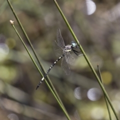 Parasynthemis regina at Michelago, NSW - 23 Dec 2017