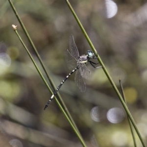 Parasynthemis regina at Michelago, NSW - 23 Dec 2017