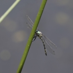 Parasynthemis regina at Michelago, NSW - 23 Dec 2017