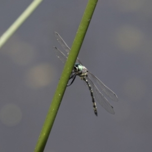 Parasynthemis regina at Michelago, NSW - 23 Dec 2017