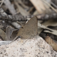 Paralucia pyrodiscus (Fiery Copper) at Illilanga & Baroona - 23 Dec 2017 by Illilanga