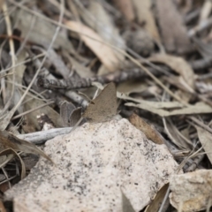 Paralucia pyrodiscus at Michelago, NSW - 23 Dec 2017