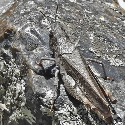 Austroicetes sp. (genus) (A grasshopper) at Bimberi Nature Reserve - 21 Dec 2017 by JohnBundock