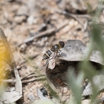 Villa sp. (genus) (Unidentified Villa bee fly) at Illilanga & Baroona - 23 Dec 2017 by Illilanga