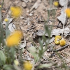 Villa sp. (genus) at Michelago, NSW - 23 Dec 2017 12:23 PM