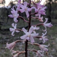 Dipodium roseum (Rosy Hyacinth Orchid) at Mount Majura - 23 Dec 2017 by NickWilson