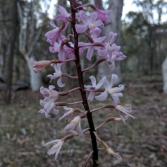 Dipodium roseum at Canberra Central, ACT - suppressed