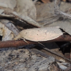 Chezala privatella (A Concealer moth) at Rob Roy Range - 16 Dec 2017 by michaelb