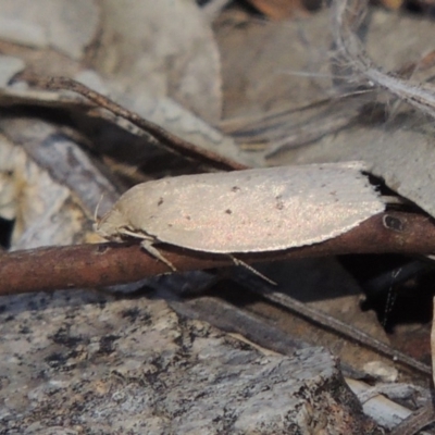 Chezala privatella (A Concealer moth) at Conder, ACT - 16 Dec 2017 by MichaelBedingfield