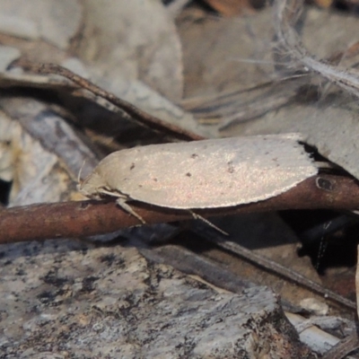 Chezala privatella (A Concealer moth) at Conder, ACT - 16 Dec 2017 by michaelb