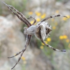 Araneinae (subfamily) (Orb weaver) at Conder, ACT - 16 Dec 2017 by MichaelBedingfield