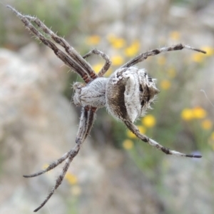 Araneinae (subfamily) at Conder, ACT - 16 Dec 2017 06:28 PM