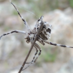 Araneinae (subfamily) at Conder, ACT - 16 Dec 2017 06:28 PM