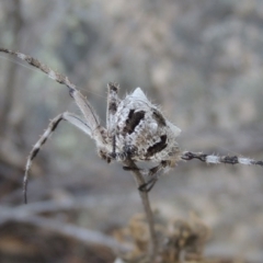 Araneinae (subfamily) at Conder, ACT - 16 Dec 2017 06:28 PM