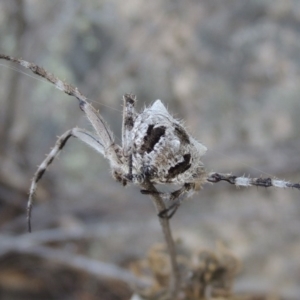 Araneinae (subfamily) at Conder, ACT - 16 Dec 2017 06:28 PM