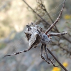 Araneinae (subfamily) at Conder, ACT - 16 Dec 2017 06:28 PM