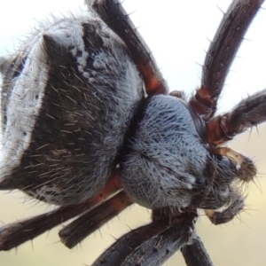 Araneinae (subfamily) at Conder, ACT - 16 Dec 2017 06:28 PM