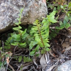 Pellaea calidirupium (Hot Rock Fern) at Conder, ACT - 16 Dec 2017 by michaelb