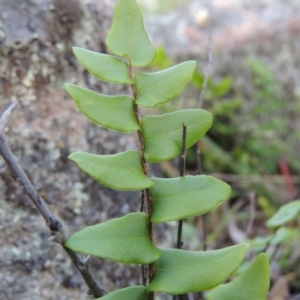 Pellaea calidirupium at Conder, ACT - 16 Dec 2017