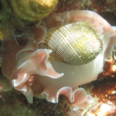 Hydatina physis (Brown-line Paperbubble) at Bermagui, NSW - 22 Dec 2017 by SteveHepburn