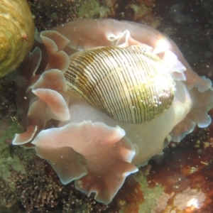 Hydatina physis at The Blue Pool, Bermagui - 23 Dec 2017 09:16 AM