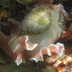 Hydatina physis at The Blue Pool, Bermagui - 23 Dec 2017