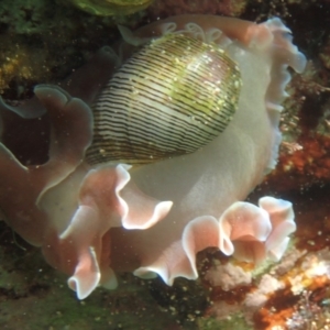 Hydatina physis at The Blue Pool, Bermagui - 23 Dec 2017 09:16 AM