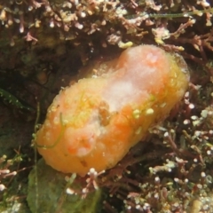 Unverified Sea Squirt at The Blue Pool, Bermagui - 23 Dec 2017 by SteveHepburn