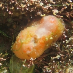 Unidentified Sea Squirt at The Blue Pool, Bermagui - 22 Dec 2017 by SteveHepburn