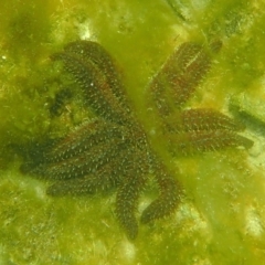 Coscinasterias muricata (Eleven-armed Seastar) at Bermagui, NSW - 22 Dec 2017 by SteveHepburn